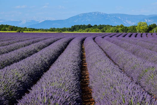 Stay in Hotels Surrounded by Lavender Fields