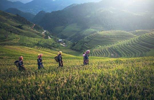 Villas Surrounded by Rice Terraces and Forests